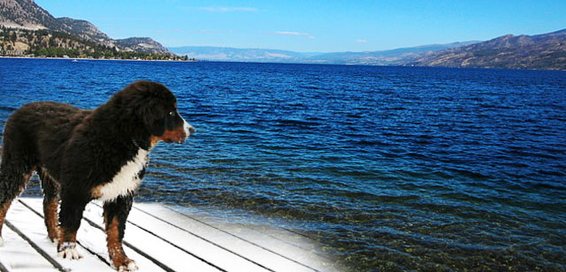 dante at the lake